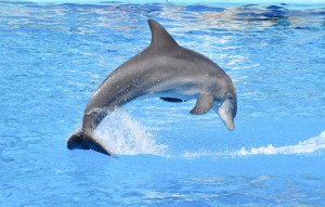 Dolphin jumping in water